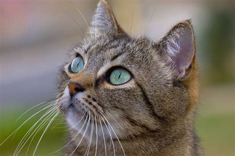 1600x900 resolution | adult brown tabby cat with green eyes HD ...