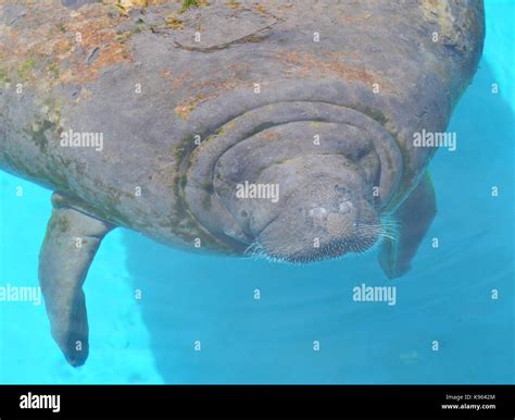 Close-up portrait of manatee Stock Photo - Alamy