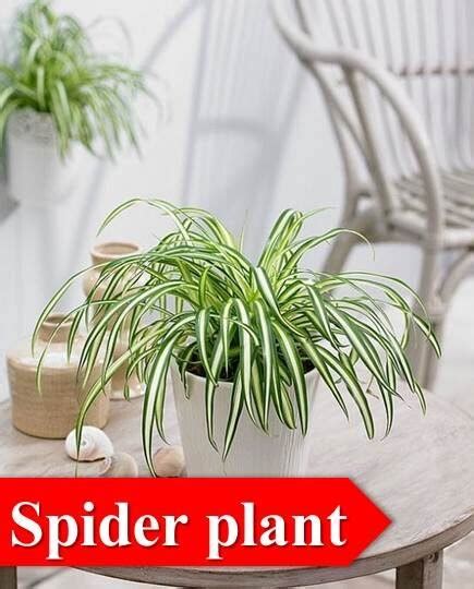 Dazzling 15 Indoor Plants for Oxygen That Boost Your Health