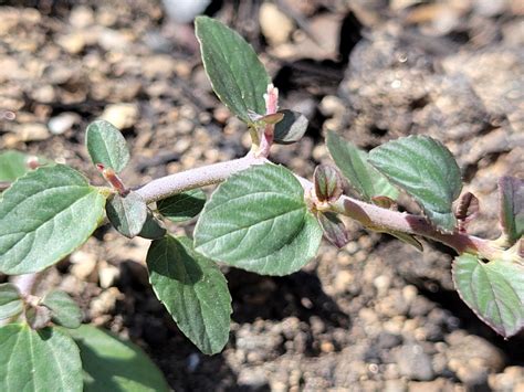 Ceanothus cordulatus Calflora