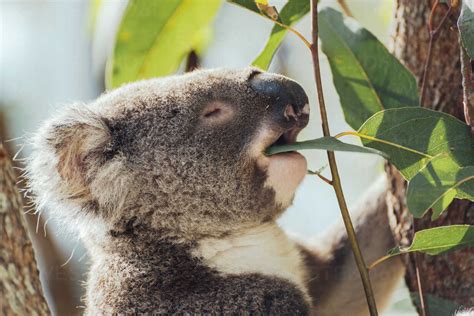 Australia, Queensland, koala eating eucalyptus leaves stock photo