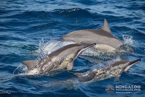 Best of 2023 Season - Whale Sharks Exmouth