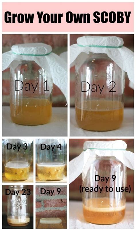 How making kombucha scoby mother from scratch is easy – Artofit