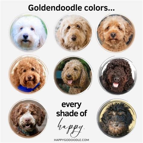 Goldendoodle Colors 🐾 Happiness in Every Hue - Happy-Go-Doodle®