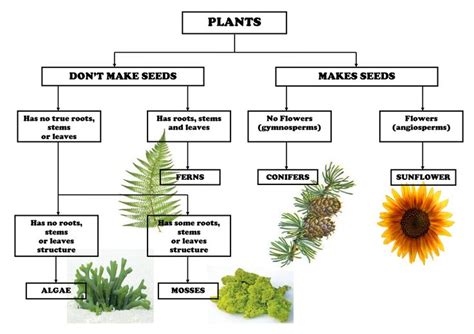 Plant Taxonomy