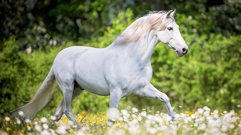 Andalusian horse: the looks, heritage and history of the Spanish breed