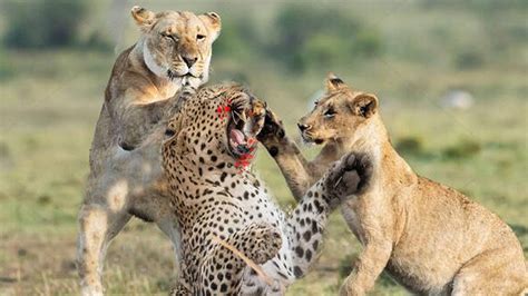 Leopard vs Lion - Epic fight of two big carnivore - YouTube