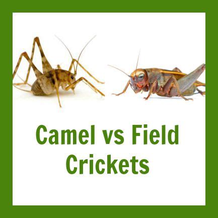 What's the Difference between Camel Crickets and Field Crickets?