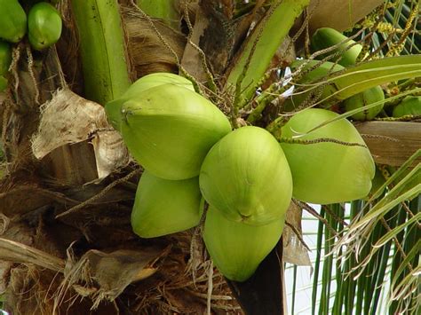 Health Benefits Of Coconut Water