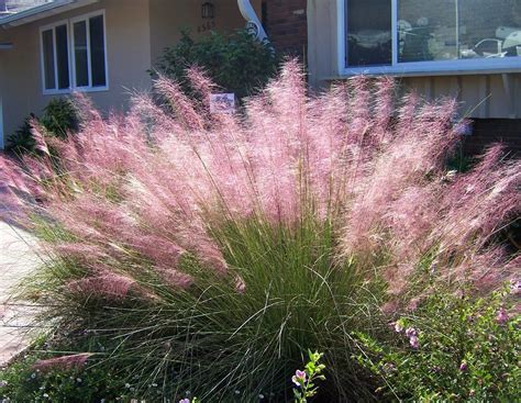 Try A Container Of Ornamental Grasses · Cozy Little House