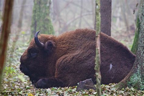 Bison Safari in the Białowieża Forest, Oct 2015 – Wild Poland