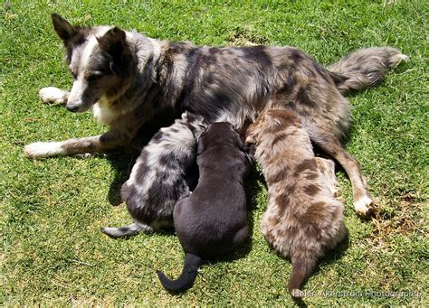 "AUSTRALIAN KOOLIE PUPS" by Helen Akerstrom Photography | Redbubble