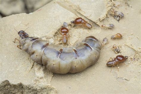 What Happens When a Termite Queen Dies? | Pest Wisdom