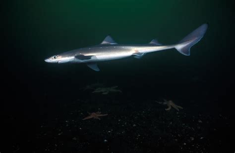 Spiny Dogfish Shark | Shark Week | Discovery