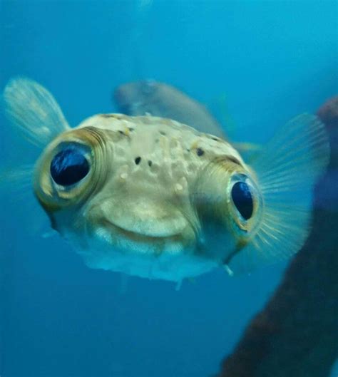 Is it me, or does this puffer fish look a bit like E.T? | Cute(Sea ...