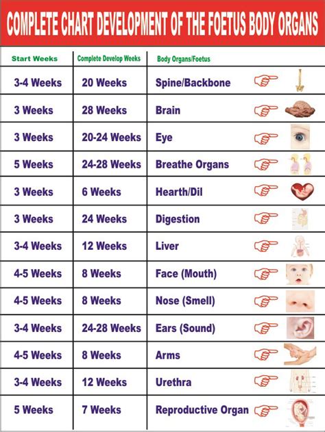 33 Weeks Pregnant Normal Baby Weight In Kg - For Babies Ingredients