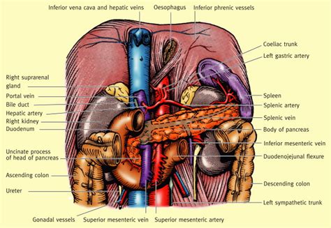 Anatomy of the small intestine - Surgery - Oxford International Edition