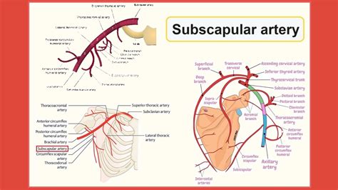 subscapular artery - YouTube