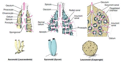 Phylum Porifera: Sponges | Mesozoa and Parazoa | The Diversity of ...