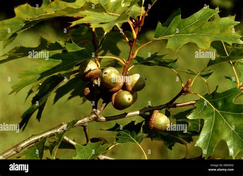 northern red oak (Quercus rubra), branch with acorns Stock Photo - Alamy