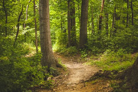 Free Images : tree, nature, path, wilderness, trail, sunlight, leaf ...