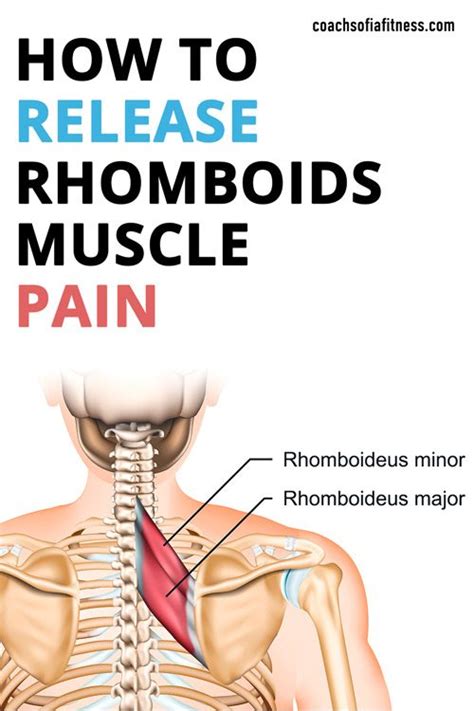 Fast Rhomboid Pain Relief With Effective Exercises & Stretches ...