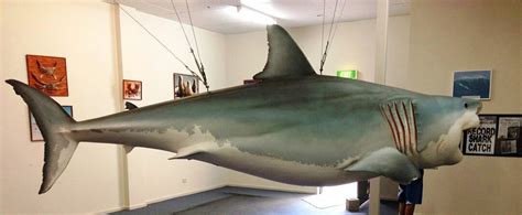 Replica Great White Shark - Streaky Bay | Official Tourism Website