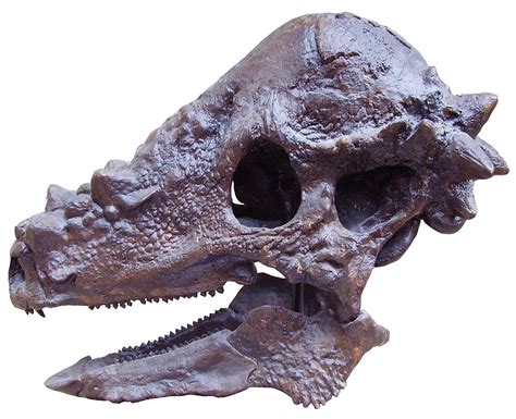 1200px-Pachycephalosaurus_skull – Built Report