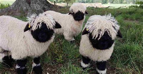 The Valais Blacknose: Meet The World’s “Cutest Sheep”