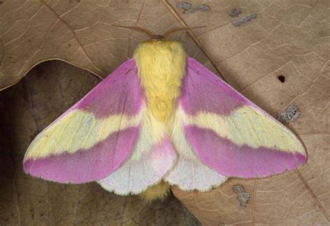 The Pink-and-Yellow Rosy Maple Moth Is an Eye-Catching Garden Visitor