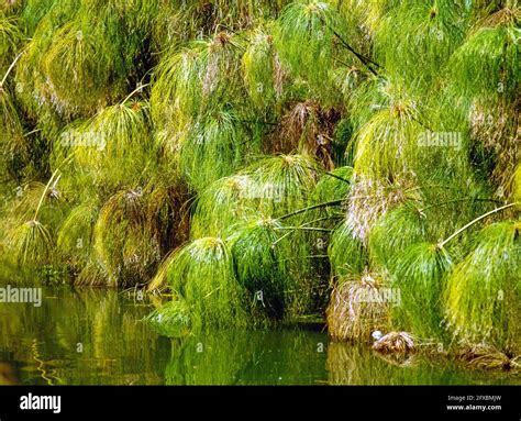 Egyptian Papyrus Plant