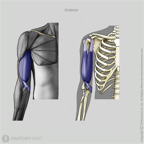 Bicep Muscles Anatomy