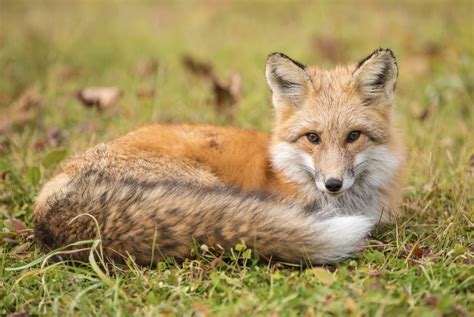 The Sierra Nevada Red Fox, One Of North America’s Rarest Mammals, Gains ...