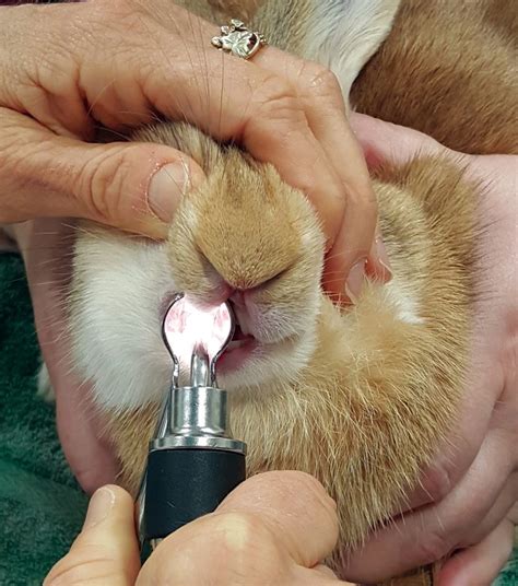 Rabbit Dentistry | Today's Veterinary Nurse