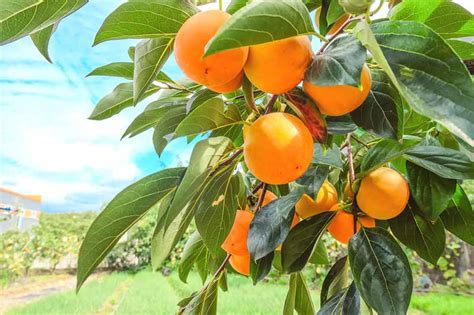 Hachiya Persimmon Tree: Diospyros kaki, Divine Fruit, Asian Persimmon ...