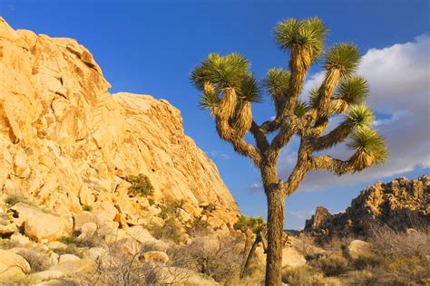 Desert Biome Is the Driest