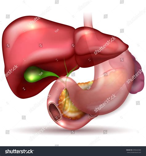 Liver, Stomach, Pancreas, Gallbladder And Spleen Detailed Anatomy ...