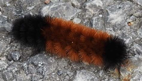 What Is That … Fuzzy Caterpillar? | The Millstone