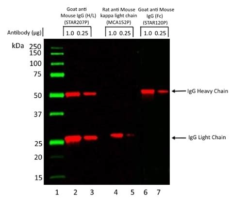 Anti Mouse IgG (Fc) Antibody | Bio-Rad