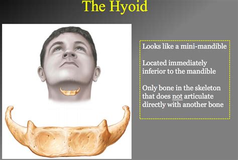 Hyoid Diagram | Quizlet