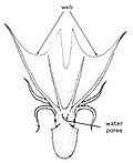 Hectocotylus - Wikipedia