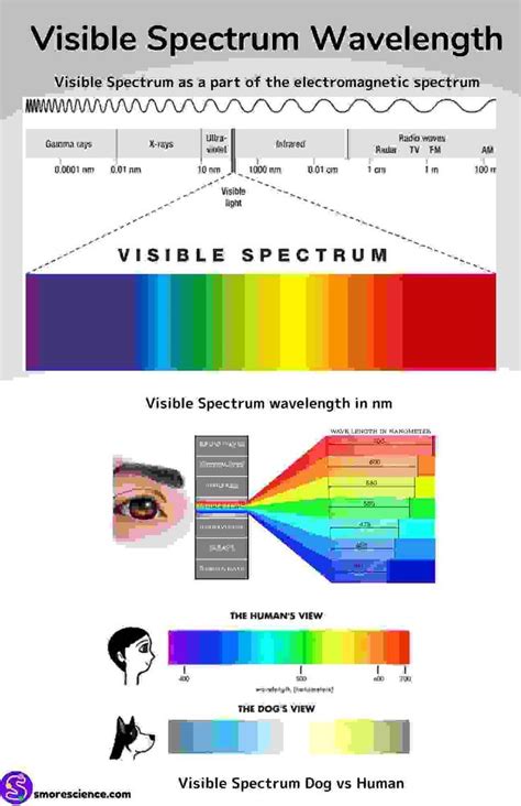 Visible Light Spectrum Wavelengths Poster