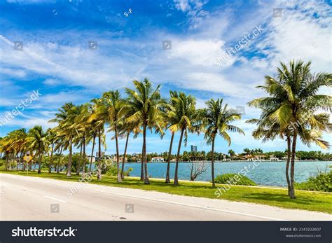 1,441,842 Sky Palm Images, Stock Photos & Vectors | Shutterstock