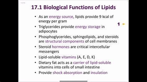 What Is The Function Of Lipids In Animals | Sitelip.org