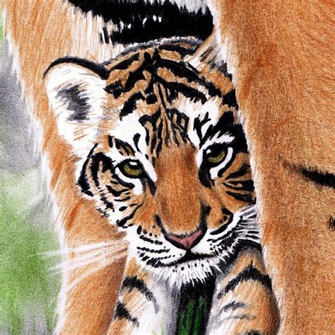 Baby Tiger by JasminaSusak on DeviantArt