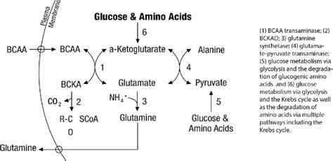 Glutamine biosynthesis process. | Download Scientific Diagram