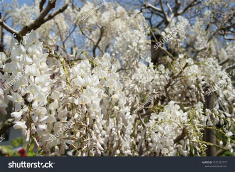 Wisteria Blooms Japan Stock Photo 1377257177 | Shutterstock