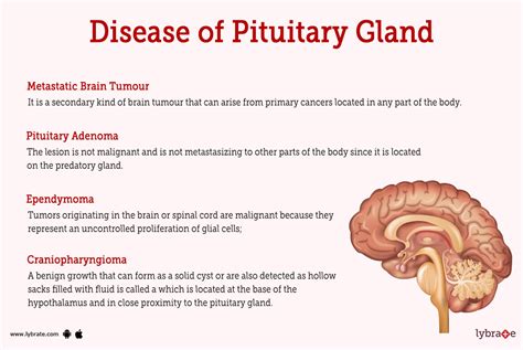 Pituitary Gland (Human Anatomy): Picture, Functions, Diseases, and ...