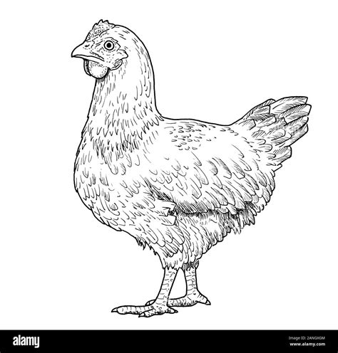 Chicken illustration hi-res stock photography and images - Alamy