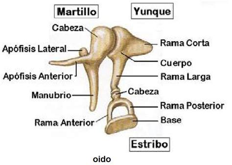 Huesos del oído - Esqueleto humano